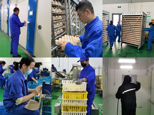 百亿愿景，百年京海——致敬新征途上的创业人，记孵化分公司祖代孵化厂爱岗敬业群体